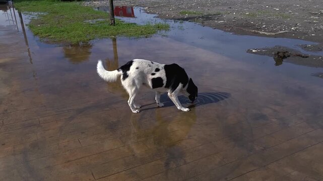 A stray dog drinks from a rain puddle on a city street, documenting the daily challenges of urban animal welfare for rescue organizations, public awareness campaigns and community care projects