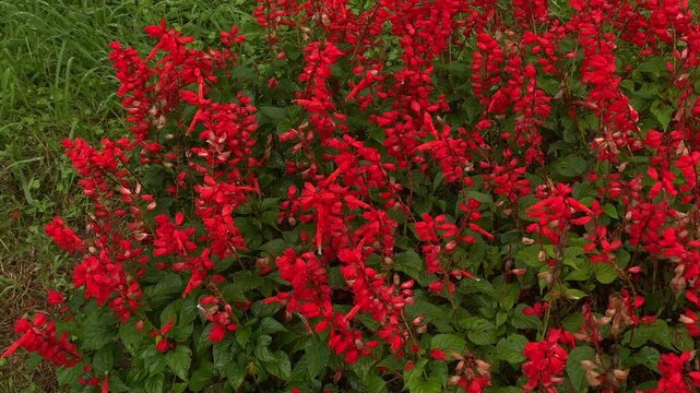 Red flowering shrubs line a landscaped city walkway, providing horticultural footage for public garden planning, municipal planting programs and commercial landscape maintenance for public spaces