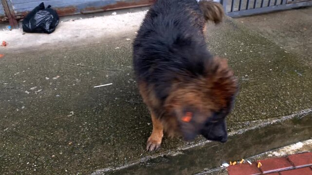 Homeless dog stands soaked in the rain on a city street, documenting stray animal hardship for animal welfare organizations, rescue appeals, adoption outreach and public awareness campaigns in Batumi