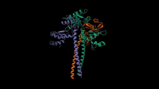 Structure of the human LINE-1 ORF1p trimer. Animated 3D cartoon and molecular surface models, chain entity color scheme, pdb 2ykp, black background