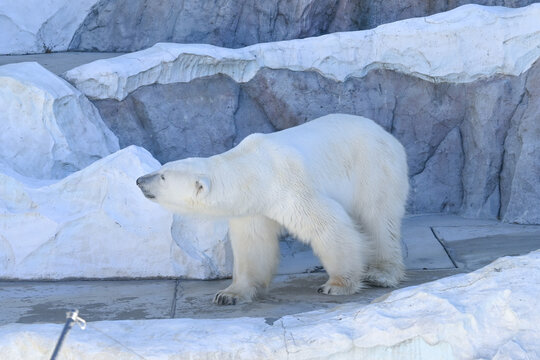 氷雪を再現した展示施設に立つシロクマの全身