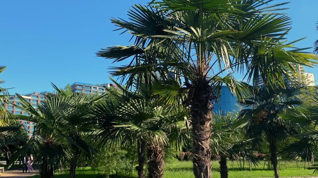 Fan palm fronds fill the foreground with apartment towers behind in Batumi, connecting coastal real estate, residential landscaping, urban development and property marketing for tourism districts
