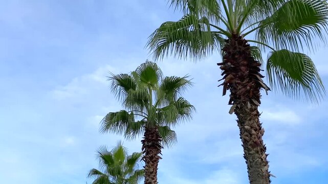 A close upward view of palm fronds against a blue sky captures tropical landscaping in Batumi. The greenery shot suits hotel garden promotions, landscape services and resort planning presentations.