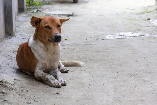 Brown and white stray dog resting on a village dirt path. Domestic pariah dog sitting quietly outdoors in a rural neighborhood.