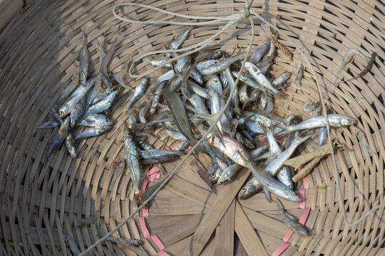 Freshly caught small freshwater fish displayed inside a woven bamboo basket. Traditional artisan fishing catch top view in daylight.