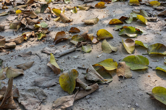 Dry fallen leaves scattered on dry ground under natural sunlight. Seasonal autumn foliage lying on sandy dirt path outdoors.