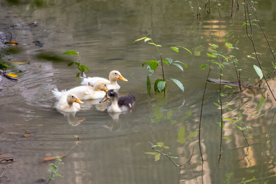 Small ducklings swimming together in a rural pond water. Cute domestic poultry baby ducks swimming in a village pond daylight.