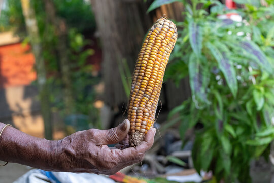Close-up of a farmer holding a dry maize cob filled with yellow kernels. Natural grain harvest in South Asian countryside environment.