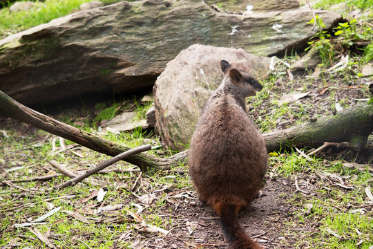 the brush tail wallaby is in a field