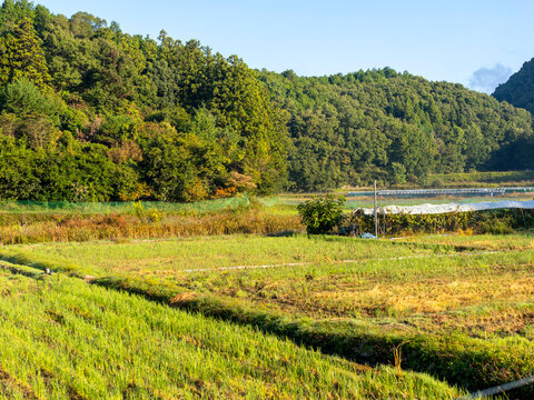 里山風景.田んぼ」の写真素材 | 16,088件の無料イラスト画像 | Adobe Stock