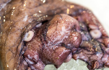 Ice around octopus tentacles. Ice with suction cups. Raw octopus on ice. Fresh seafood on ice. © Volodymyr