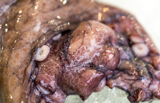 Ice around octopus tentacles. Ice with suction cups. Raw octopus on ice. Fresh seafood on ice.