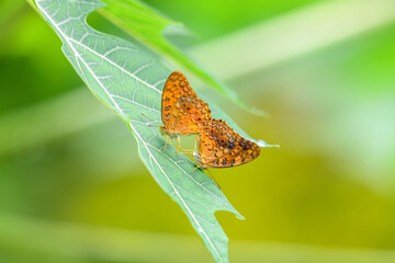 A pair of Spotted Rustic butterflies (Phalanta phalantha) mates on a fresh green leaf against a soft, natural bokeh background © nilanka