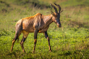 Topi antelope walking across Serengeti grassland Tanzania © Robert
