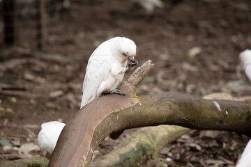 the little corella is eating a nut © susan flashman