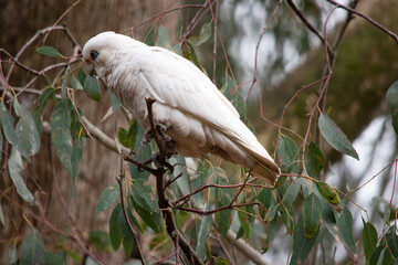 the little corella is eating leaves © susan flashman