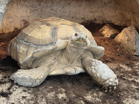 African spurred tortoise (sulcata tortoise) close-up portrait looking at camera