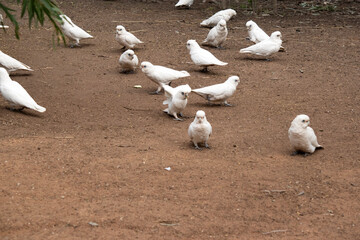 the flock of little corellos are searching for food © susan flashman