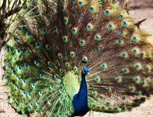 the peacock is displaying its tail feather in order to attract a peahen © susan flashman