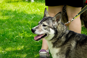 Medium-sized Siberian Husky on a leash outdoors, standing on grass beside a person wearing shorts and sneakers. The dog has a thick, multi-colored coat with shades of gray, black, and white, erect ear © Yarr