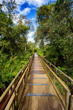 Metal walkway through lush green jungle foliage under a blue sky with white clouds