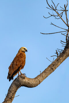 Bird Busarellus nigricollis (Busarellus nigricollis), Corumba, Brazil