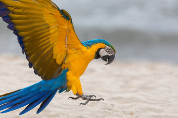 Bird Blue-and-yellow Macaw (Ara ararauna), Brazil, Brazil © ArtushFoto