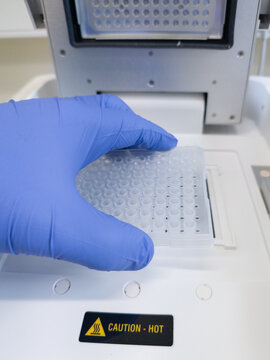 Brussels, Belgium. Loading a PCR microplate into a thermal cycling instrument for molecular biology analysis