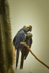Two hyacinth macaws (Anodorhynchus hyacinthinus) perched closely together on a branch, showing affectionate social interaction. © doda