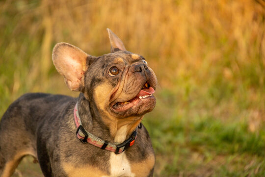 Adult merle French Bulldog with heterochromia looking up, exhibiting skin allergy with swollen wet facial wrinkles. Brachycephalic breeds like Pug or English Bulldog often suffer allergies.