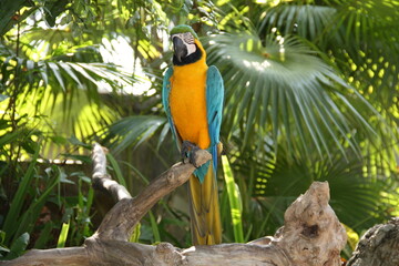 green and yellow macaw © Mirnadia