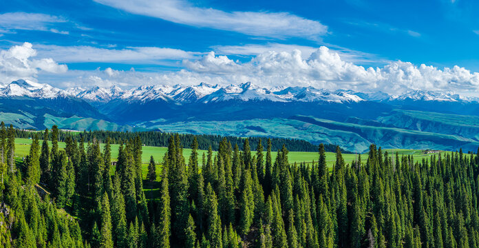 Aerial view of green meadows and spruce forests against a snow-capped mountain range under a cloudy sky in Kalajun Grassland, Ili, Xinjiang, China.