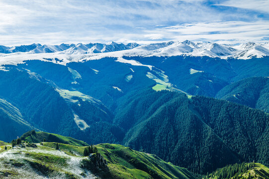 Aerial view of green meadows and spruce forests against a snow-capped mountain range under a cloudy sky in Kalajun Grassland, Ili, Xinjiang, China.