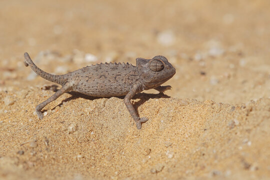 Namaqua chameleon in a sand dune in Namibia