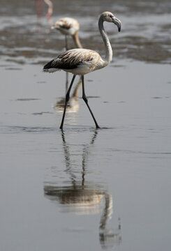 Flamingos at a lagoon in Namibia
