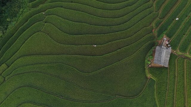 Top down aerial view of farmers working in the lush green terraced rice fields of mu cang chai, vietnam, showcasing agricultural life