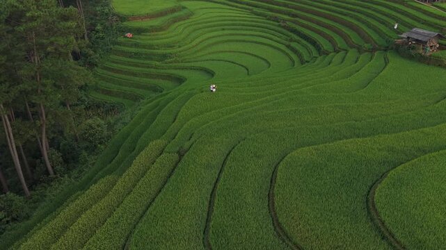 Breathtaking aerial view of a couple strolling through stunning green terraced rice fields in the mountainous region of mu cang chai, vietnam