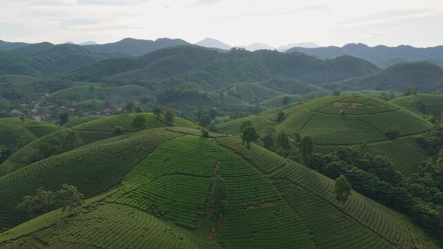 Majestic aerial view flying over the rolling green hills of the long coc tea plantations. Beautiful agricultural landscape in phu tho, vietnam