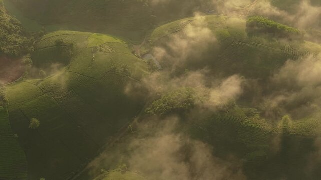 Aerial view of the long coc tea hills in vietnam during a misty sunrise. Beautiful, verdant terraced plantations emerging through the fog