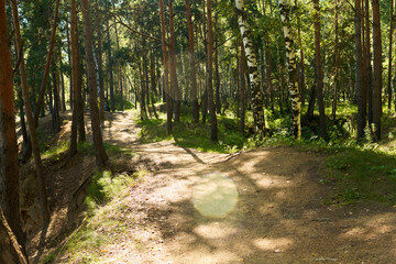 Naklejka premium Dirt hiking trail winding through pine and birch forest landscape representing ecotourism and outdoor recreation, suitable for environmental and travel advertising campaigns