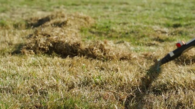 Raking dry grass and thatch from a lawn with a garden rake close-up