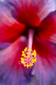Extreme close-up of a vibrant hibiscus flower showing yellow anthers and red stigma against softly blurred red, pink and purple petals.