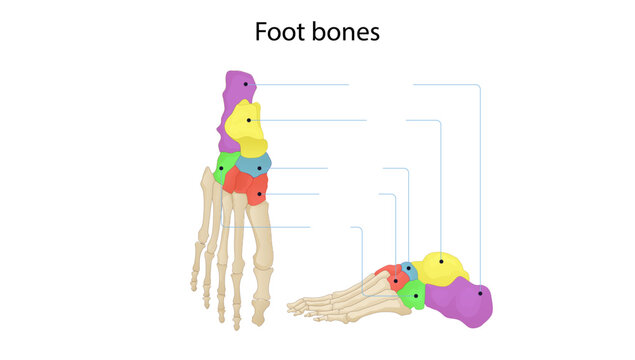 Foot bones, Medical illustration depicting the bones of the human foot in dorsal and lateral views. The diagram highlights the major anatomical groups, including the tarsal bones, metatarsals, 