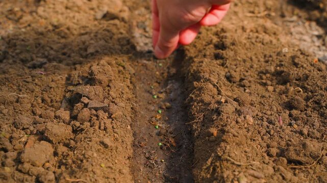 Hand sowing bright radish seeds into garden bed soil close-up