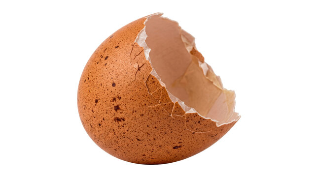 Broken brown speckled eggshell half with jagged cracked rim, delicate inner membrane, matte natural surface, and realistic fragile organic texture. Photorealistic macro studio photography, front