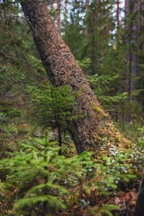 Fototapeta premium Moss and lichen covered leaning tree trunk with young spruce seedling and lingonberry bushes in northern coniferous forest