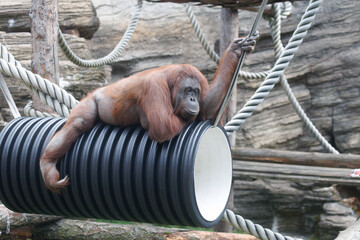 Orange-furred orangutan rests on black corrugated pipe © schankz