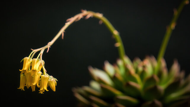 Whole Echeveria sagitta succulent with a long curved flower stem rising from the rosette, topped by a cluster of yellow bell-shaped blooms, isolated on black