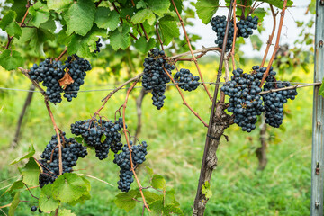 Naklejka premium Close up of ripe black grapes growing in clusters on green vine in sunny vineyard.