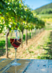 Naklejka premium Glass of red wine placed on wooden table in green vineyard